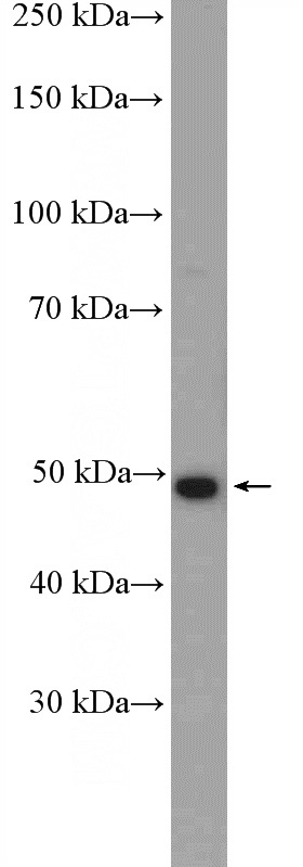 mouse ovary tissue were subjected to SDS PAGE followed by western blot with Catalog No:108153(ARMCX1 Antibody) at dilution of 1:300