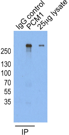 IP result of anti-PCM1 (Catalog No:113741 for IP and Detection) with HeLa cells.