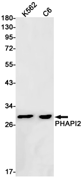 Western blot detection of PHAPI2 in K562,C6 cell lysates using PHAPI2 Rabbit pAb(1:1000 diluted).Predicted band size:29kDa.Observed band size:29kDa.