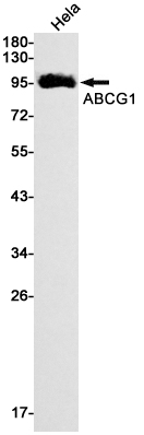 Western blot detection of ABCG1 in Hela cell lysates using ABCG1 Rabbit mAb(1:1000 diluted).Predicted band size:76kDa.Observed band size:100kDa.