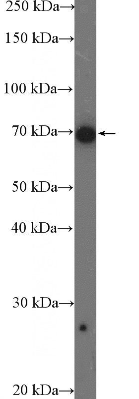 HepG2 cells were subjected to SDS PAGE followed by western blot with Catalog No:109834(DDX5 Antibody) at dilution of 1:1000