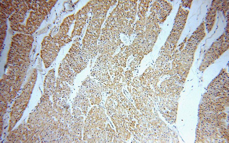 Immunohistochemical of paraffin-embedded human heart using Catalog No:109626(CUL7 antibody) at dilution of 1:50 (under 10x lens)