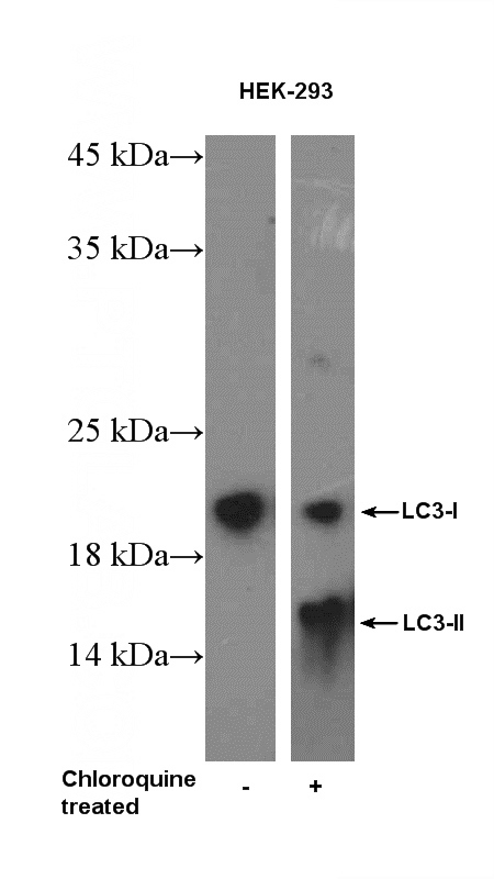 Chloroquine treated HEK-293 cells were subjected to SDS PAGE followed by western blot with Catalog No:112164(LC3 Antibody) at dilution of 1:1000