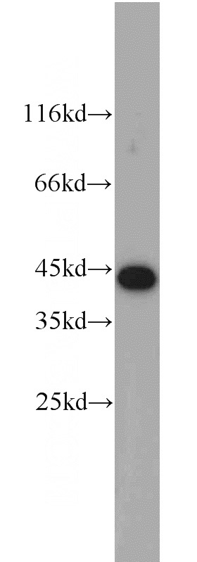 mouse testis tissue were subjected to SDS PAGE followed by western blot with Catalog No:113436(C1orf102 antibody) at dilution of 1:1000