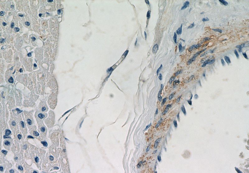 Immunohistochemical of paraffin-embedded human heart using Catalog No:116864(WDR37 antibody) at dilution of 1:50 (under 40x lens)