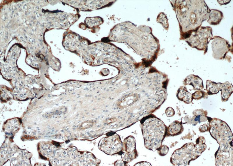 Immunohistochemical of paraffin-embedded human placenta using Catalog No:110963(GH2 antibody) at dilution of 1:50 (under 10x lens)