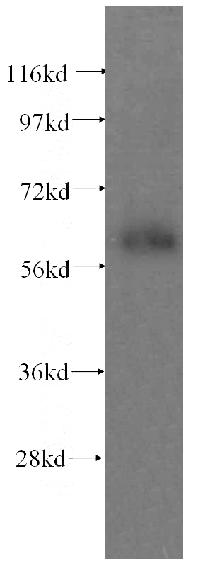 human kidney tissue were subjected to SDS PAGE followed by western blot with Catalog No:110057(domain-II-of-FIZ1 antibody) at dilution of 1:200