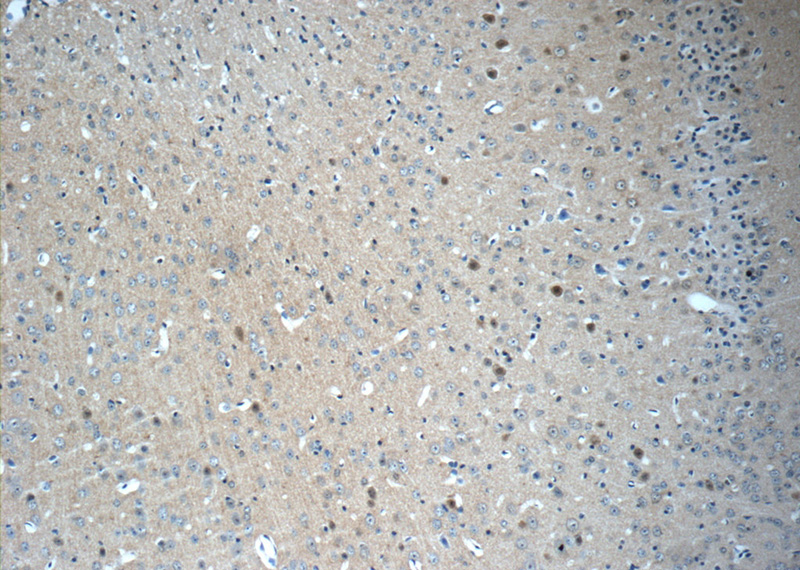 Immunohistochemistry of paraffin-embedded mouse brain tissue slide using Catalog No:110630(FGF12 Antibody) at dilution of 1:50 (under 10x lens)