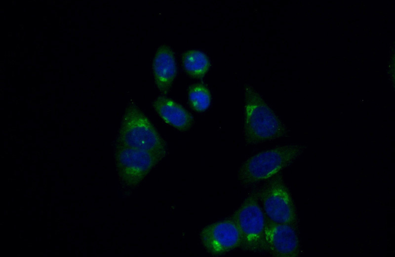 Immunofluorescent analysis of (10% Formaldehyde) fixed HepG2 cells using Catalog No:110466(FAM120C Antibody) at dilution of 1:50 and Alexa Fluor 488-congugated AffiniPure Goat Anti-Rabbit IgG(H+L)