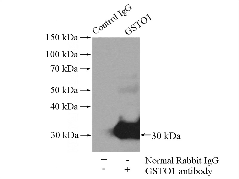 IP Result of anti-GSTO1 (IP:Catalog No:111189, 4ug; Detection:Catalog No:111189 1:500) with Jurkat cells lysate 4000ug.
