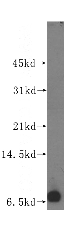 Raji cells were subjected to SDS PAGE followed by western blot with Catalog No:114047(POLR2L antibody) at dilution of 1:400