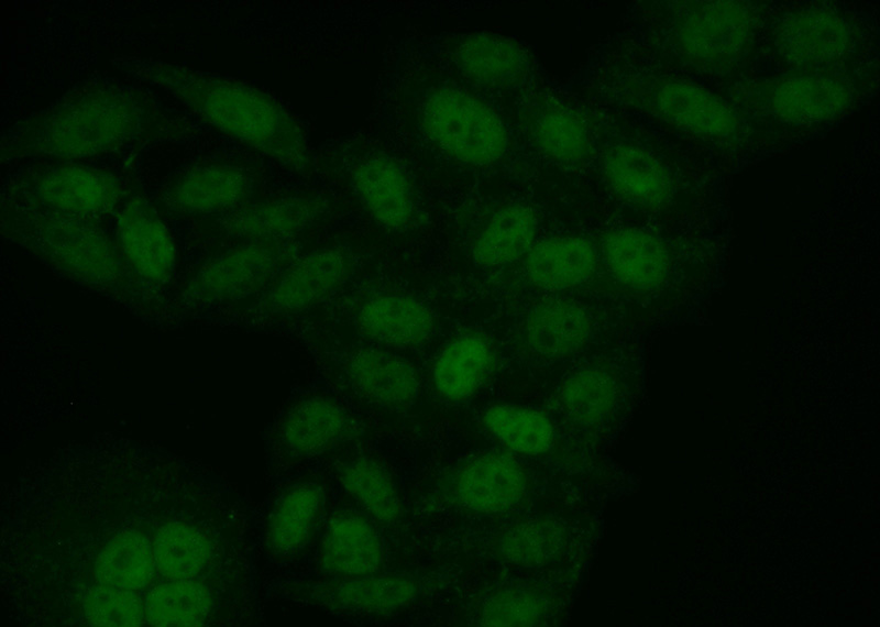 Immunofluorescent analysis of (10% Formaldehyde) fixed HepG2 cells using Catalog No:115056(SAMHD1 Antibody) at dilution of 1:50 and Alexa Fluor 488-congugated AffiniPure Goat Anti-Rabbit IgG(H+L)