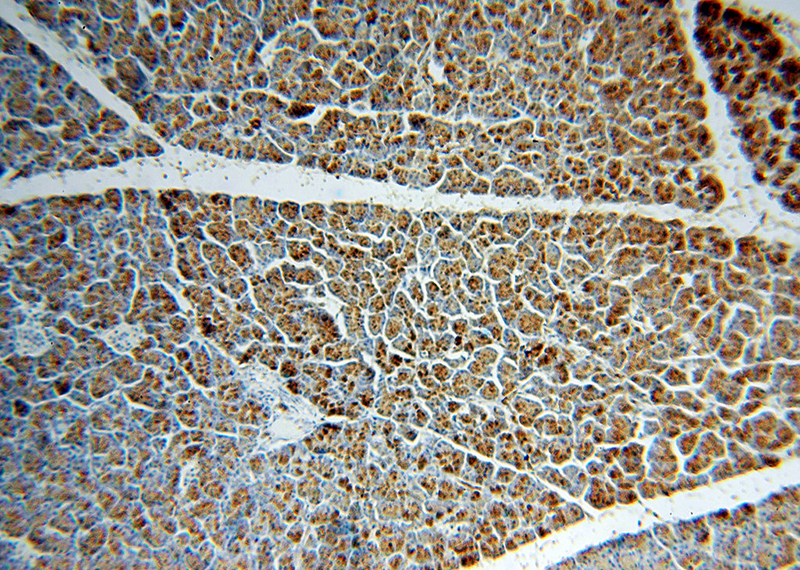 Immunohistochemical of paraffin-embedded human pancreas using Catalog No:108014(AMY2A antibody) at dilution of 1:100 (under 10x lens)