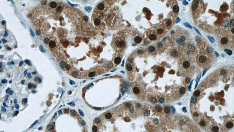 Immunohistochemistry of paraffin-embedded human kidney tissue slide using Catalog No:116420(TRUB1 Antibody) at dilution of 1:50 (under 40x lens)