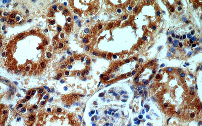Immunohistochemical of paraffin-embedded human kidney using Catalog No:111396(HECTD1 antibody) at dilution of 1:50 (under 40x lens)