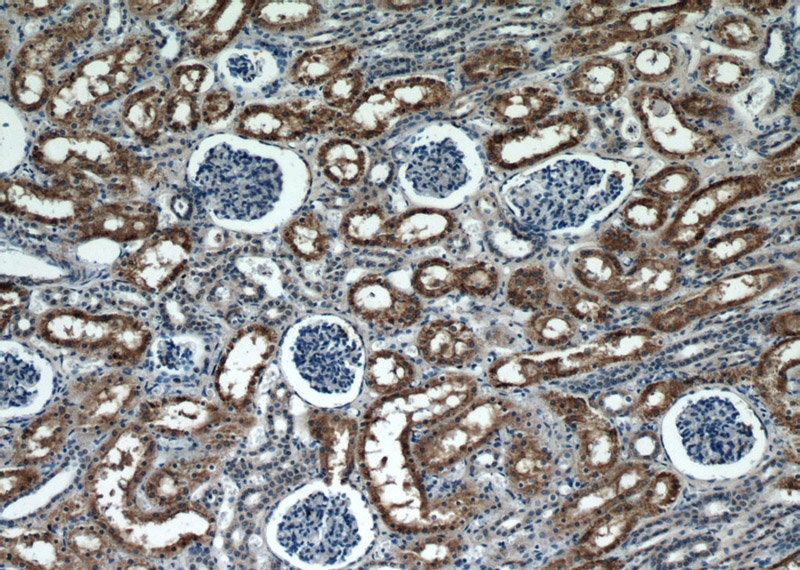 Immunohistochemical of paraffin-embedded human kidney using Catalog No:108787(C7orf10 antibody) at dilution of 1:50 (under 10x lens)