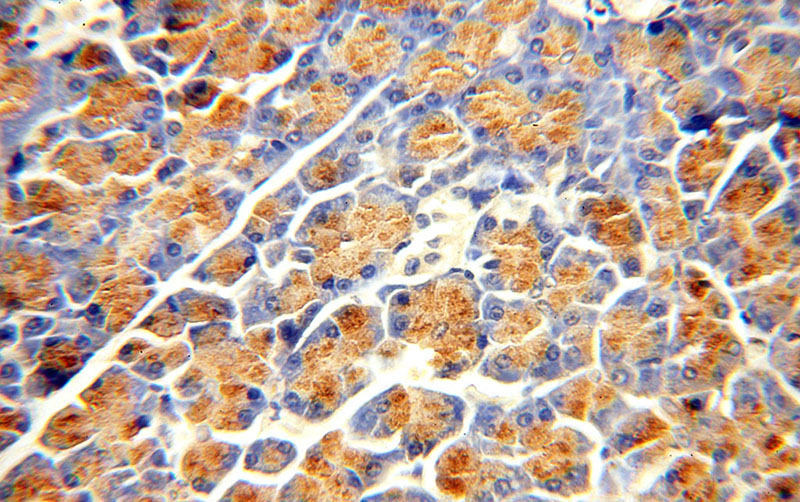 Immunohistochemical of paraffin-embedded human pancreas using Catalog No:108848(CPA2 antibody) at dilution of 1:100 (under 40x lens)