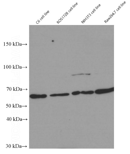 Western blot of YY1 in rat (C6 and ROS1728) and mouse(NIH3T3 and Raw264.7) cell lines with Catalog No:117348 at dilution of 1:50000.