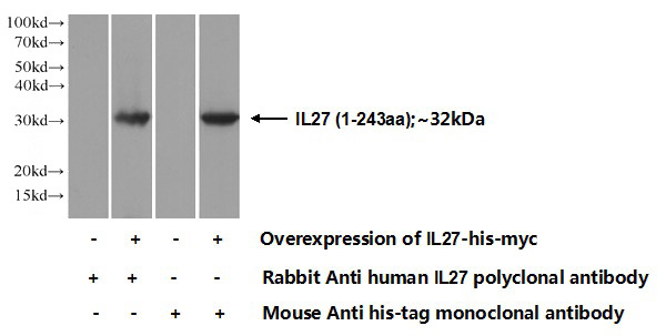 Transfected HEK-293 cells were subjected to SDS PAGE followed by western blot with Catalog No:111781(IL27 Antibody) at dilution of 1:700