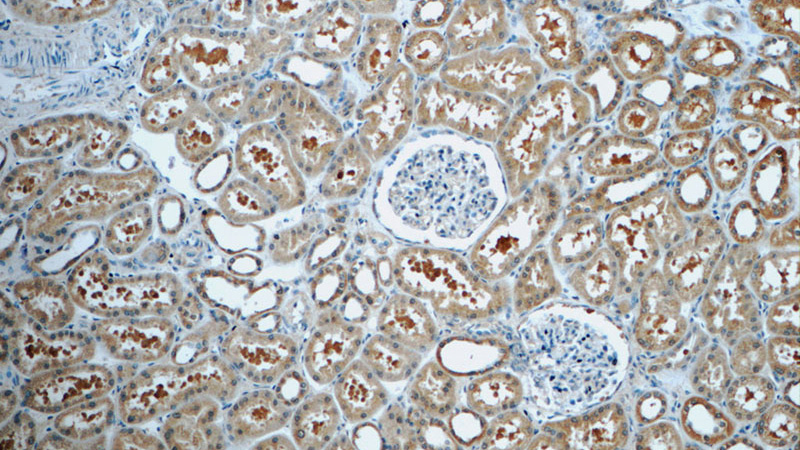 Immunohistochemistry of paraffin-embedded human kidney tissue slide using Catalog No:111000(GNE Antibody) at dilution of 1:50 (under 10x lens)