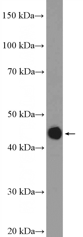 rat spleen tissue were subjected to SDS PAGE followed by western blot with Catalog No:109032(CD37 Antibody) at dilution of 1:300