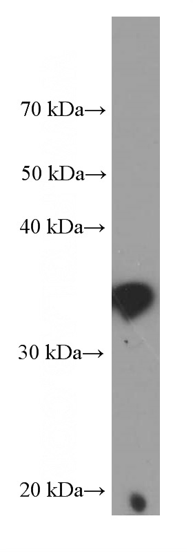 human lung tissue were subjected to SDS PAGE followed by western blot with Catalog No:107398(IL33 Antibody) at dilution of 1:1000