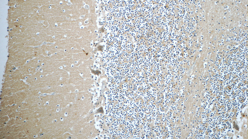 Immunohistochemistry of paraffin-embedded human cerebellum tissue slide using Catalog No:109285(CHRNB3 Antibody) at dilution of 1:50 (under 10x lens)