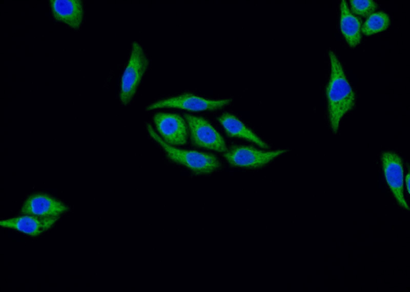 Immunofluorescent analysis of PC-3 cells using Catalog No:110452(FAF2 Antibody) at dilution of 1:25 and Alexa Fluor 488-congugated AffiniPure Goat Anti-Rabbit IgG(H+L)