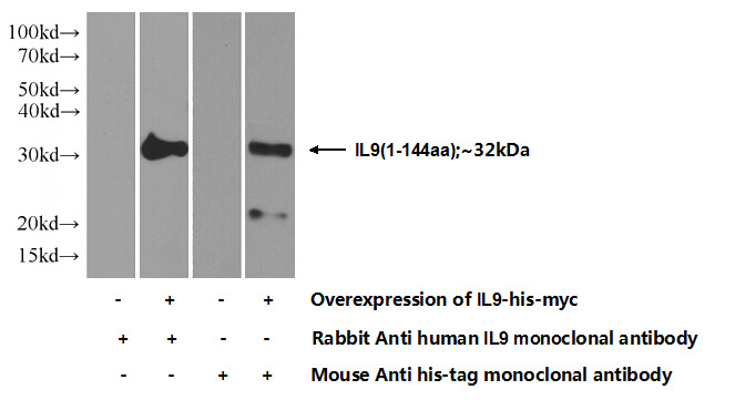 Transfected HEK-293 cells were subjected to SDS PAGE followed by western blot with Catalog No:107404(IL9 Antibody) at dilution of 1:1000