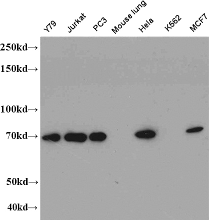 WB result of Catalog No:(STAM antibody).
