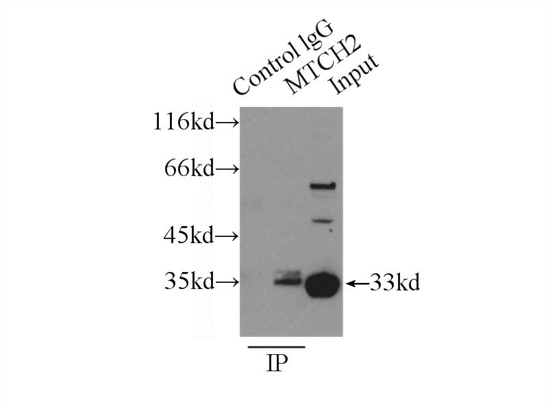IP Result of anti-MTCH2 (IP:Catalog No:112766, 3ug; Detection:Catalog No:112766 1:1000) with HepG2 cells lysate 4000ug.