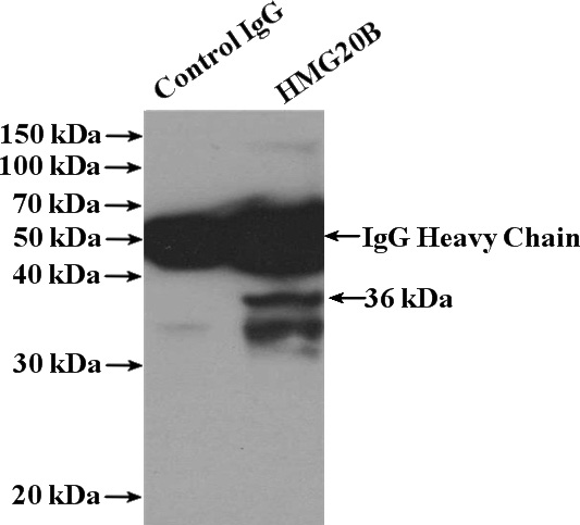 IP Result of anti-HMG20B (IP:Catalog No:111476, 4ug; Detection:Catalog No:111476 1:800) with HeLa cells lysate 1200ug.