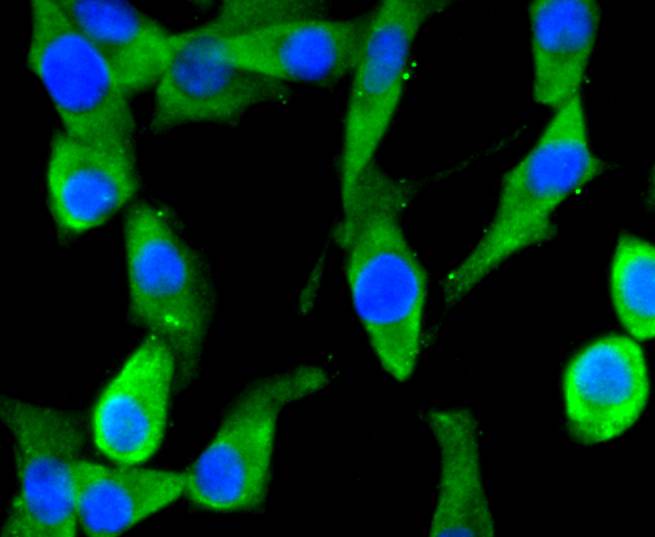 Fig2: ICC staining EIF2C3 in SHG-44 cells (green). The nuclear counter stain is DAPI (blue). Cells were fixed in paraformaldehyde, permeabilised with 0.25% Triton X100/PBS.