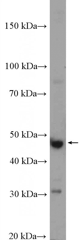 HeLa cells were subjected to SDS PAGE followed by western blot with Catalog No:109681(CYP17A1 Antibody) at dilution of 1:600