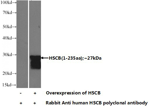 Transfected HEK-293 cells were subjected to SDS PAGE followed by western blot with Catalog No:111541(HSCB Antibody) at dilution of 1:1000