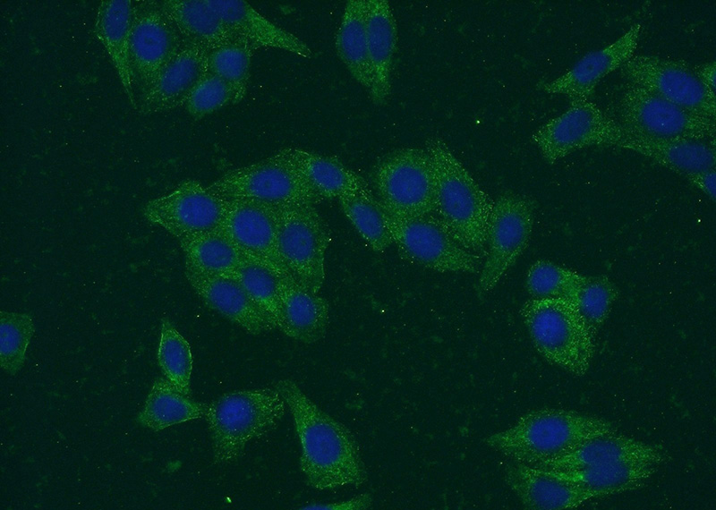 Immunofluorescent analysis of HepG2 cells using Catalog No:107595(SMN1 Antibody) at dilution of 1:50 and Alexa Fluor 488-congugated AffiniPure Goat Anti-Mouse IgG(H+L)