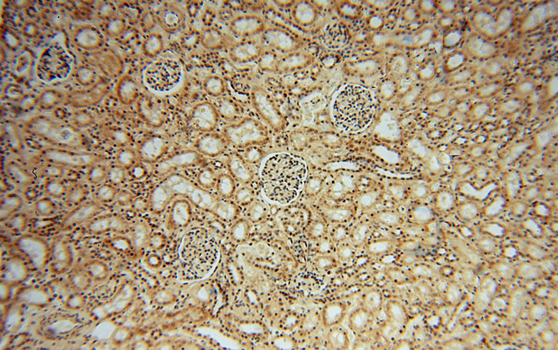 Immunohistochemical of paraffin-embedded human kidney using Catalog No:112195(LENG9 antibody) at dilution of 1:50 (under 10x lens)