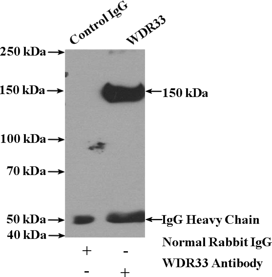 IP Result of anti-WDR33 (IP:Catalog No:116863, 4ug; Detection:Catalog No:116863 1:1000) with HeLa cells lysate 3200ug.