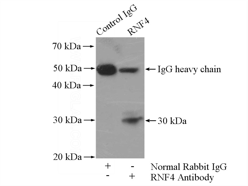 IP Result of anti-RNF4 (IP:Catalog No:114759, 4ug; Detection:Catalog No:114759 1:300) with PC-3 cells lysate 3200ug.