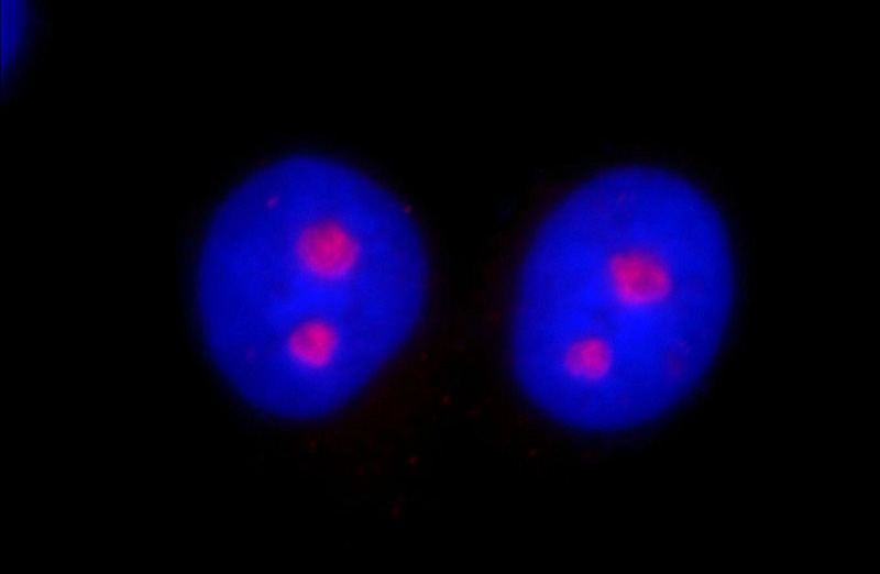 Immunofluorescent analysis of Hela cells, using HINFP antibody Catalog No: at 1:25 dilution and Rhodamine-labeled goat anti-rabbit IgG (red). Blue pseudocolor = DAPI (fluorescent DNA dye).