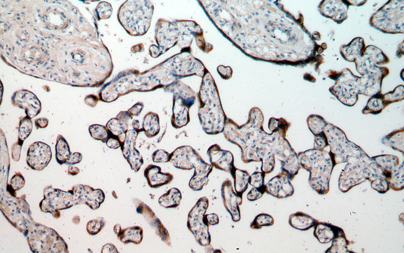 Immunohistochemical of paraffin-embedded human placenta using Catalog No:112360(LTBP2 antibody) at dilution of 1:50 (under 10x lens)