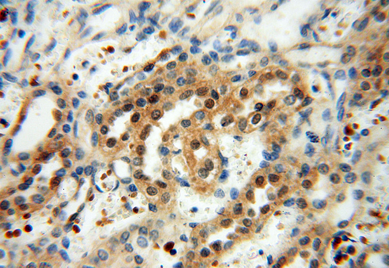 Immunohistochemical of paraffin-embedded human kidney using Catalog No:114917(RPS9 antibody) at dilution of 1:100 (under 40x lens)