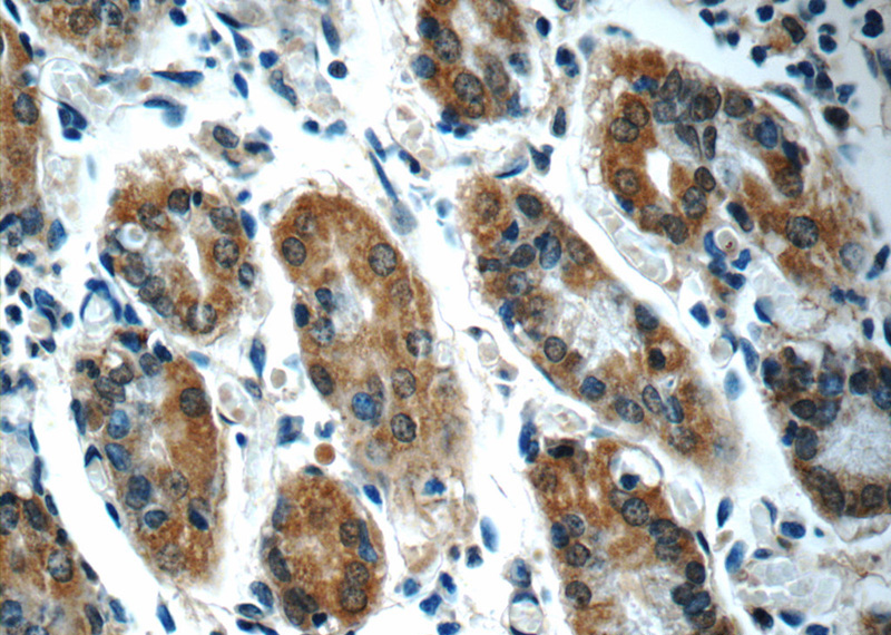 Immunohistochemistry of paraffin-embedded human stomach tissue slide using Catalog No:115112(SEPN1 Antibody) at dilution of 1:50 (under 40x lens)