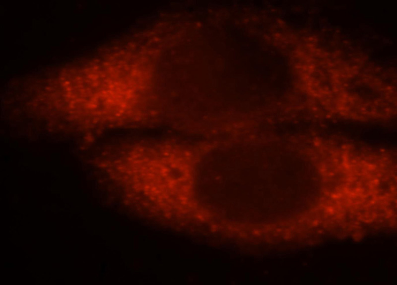 Immunofluorescent analysis of HepG2 cells, using GSTA1 antibody Catalog No:111179 at 1:25 dilution and Rhodamine-labeled goat anti-rabbit IgG (red).