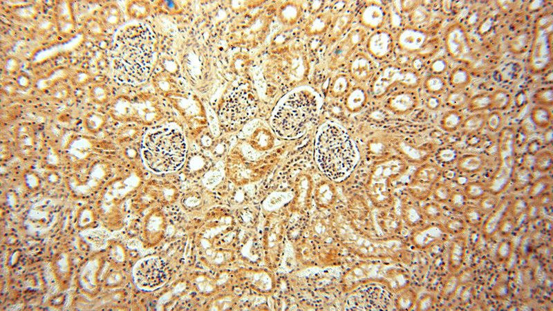 Immunohistochemical of paraffin-embedded human kidney using Catalog No:109463(COPS3 antibody) at dilution of 1:100 (under 10x lens)