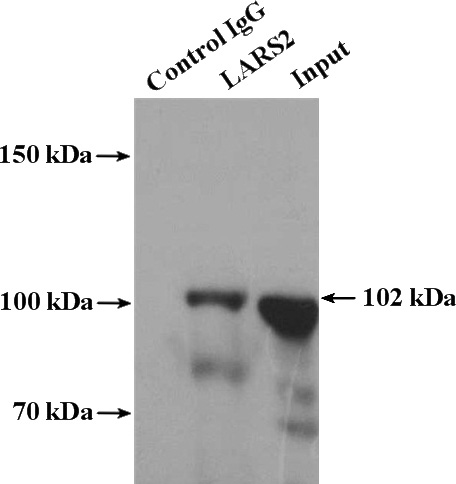 IP Result of anti-LARS2 (IP:Catalog No:112150, 4ug; Detection:Catalog No:112150 1:500) with Jurkat cells lysate 2000ug.