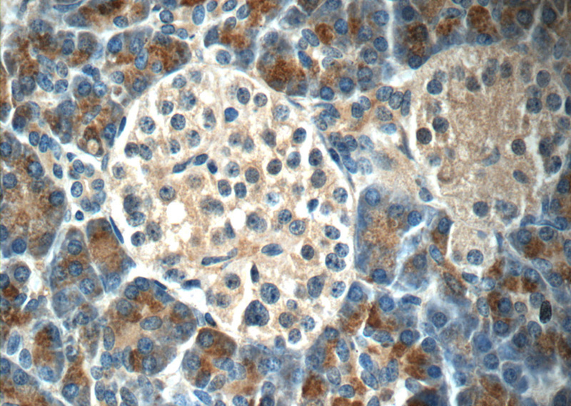 Immunohistochemistry of paraffin-embedded human pancreas tissue slide using Catalog No:110109(DNAJC21 Antibody) at dilution of 1:50 (under 40x lens)
