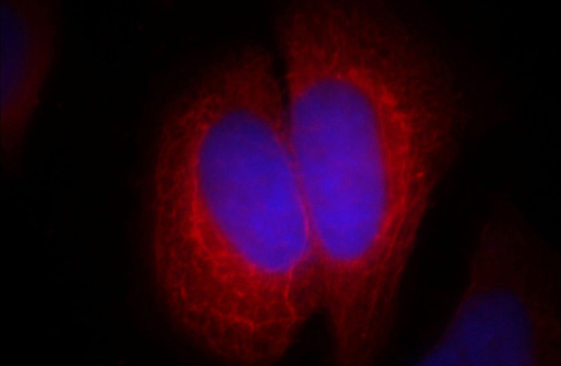 Immunofluorescent analysis of Hela cells, using EXoc2 antibody Catalog No: at 1:25 dilution and Rhodamine-labeled goat anti-mouse IgG (red). Blue pseudocolor = DAPI (fluorescent DNA dye).