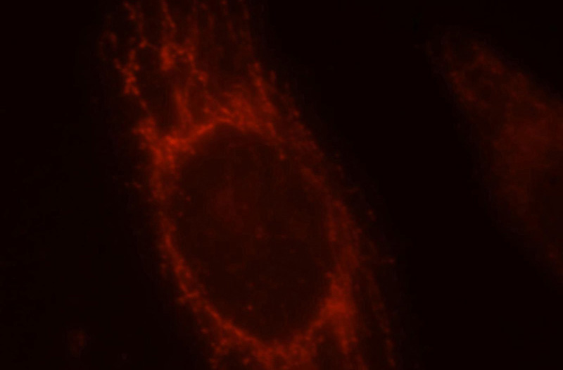 Immunofluorescent analysis of Hela cells, using MRPS34 antibody Catalog No:112857 at 1:25 dilution and Rhodamine-labeled goat anti-rabbit IgG (red).