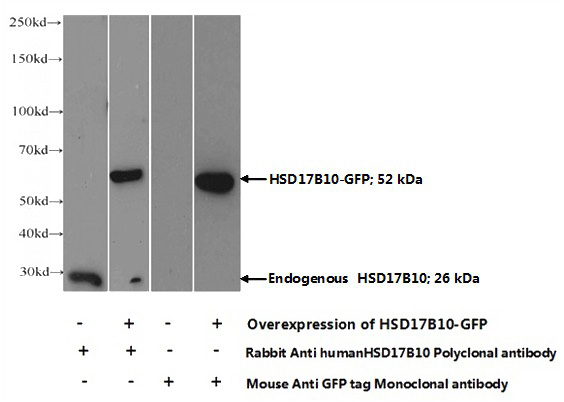 Transfected HEK-293 cells were subjected to SDS PAGE followed by western blot with Catalog No:110398(HSD17B10 Antibody) at dilution of 1:1000